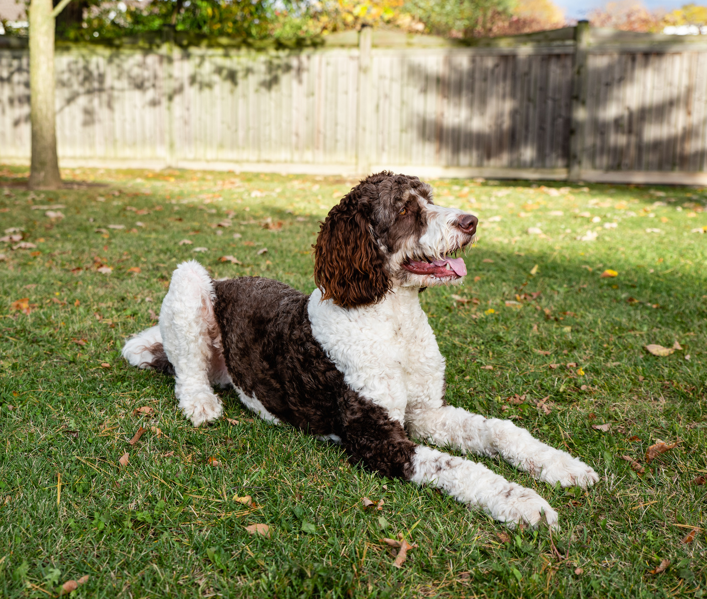 Adult brown and white bernedoodle dog laying on the grass outdoors.