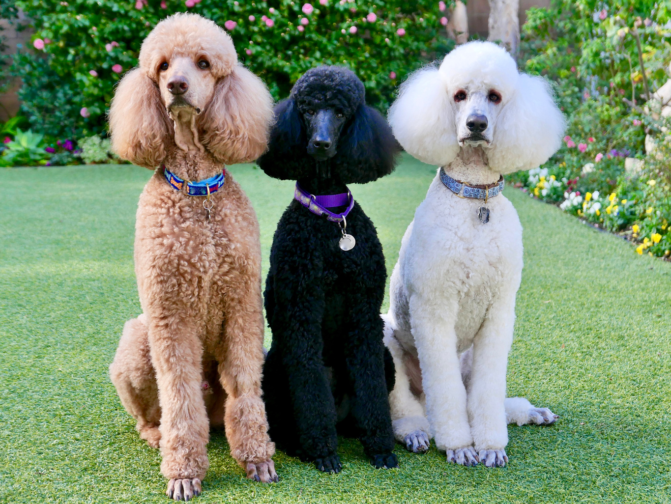 Standard Poodles in Backyard